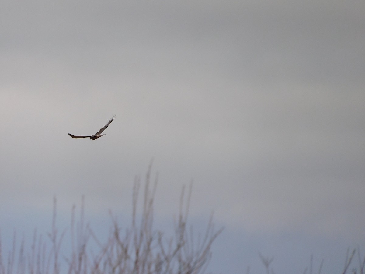 Aguilucho Lagunero del Pacífico - ML477879501