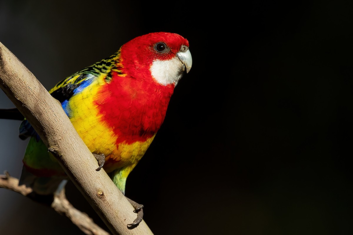 Eastern Rosella - David Irving