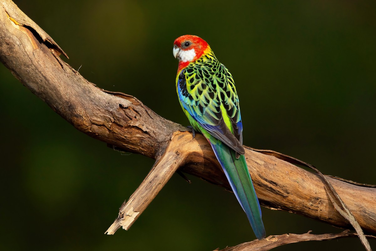 Eastern Rosella - ML477882021