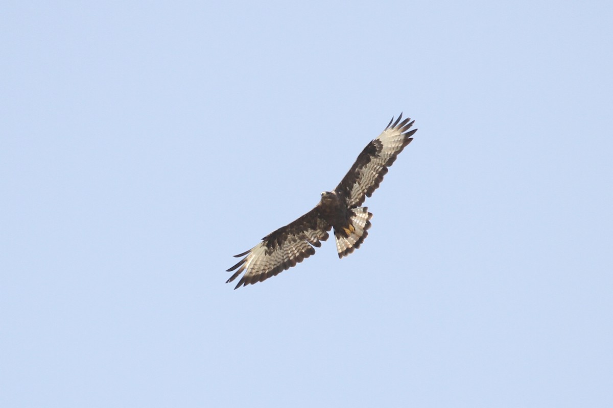 Long-legged Buzzard - ML477886301