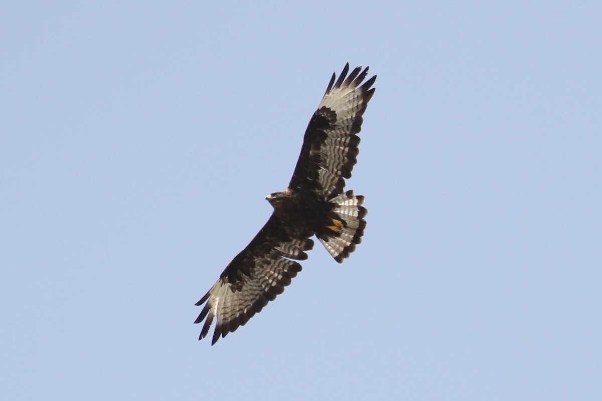 Long-legged Buzzard - ML477886321