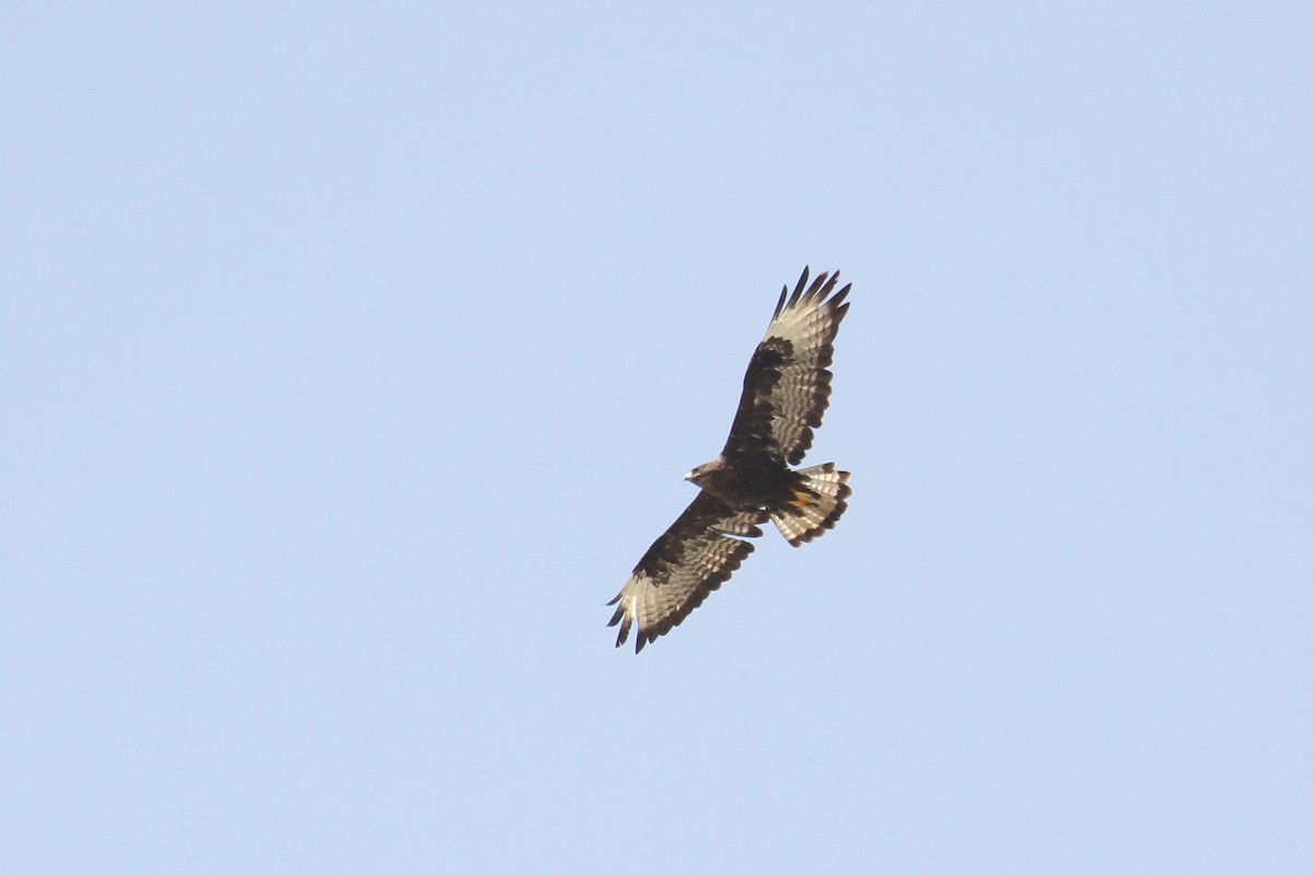 Long-legged Buzzard - ML477886331