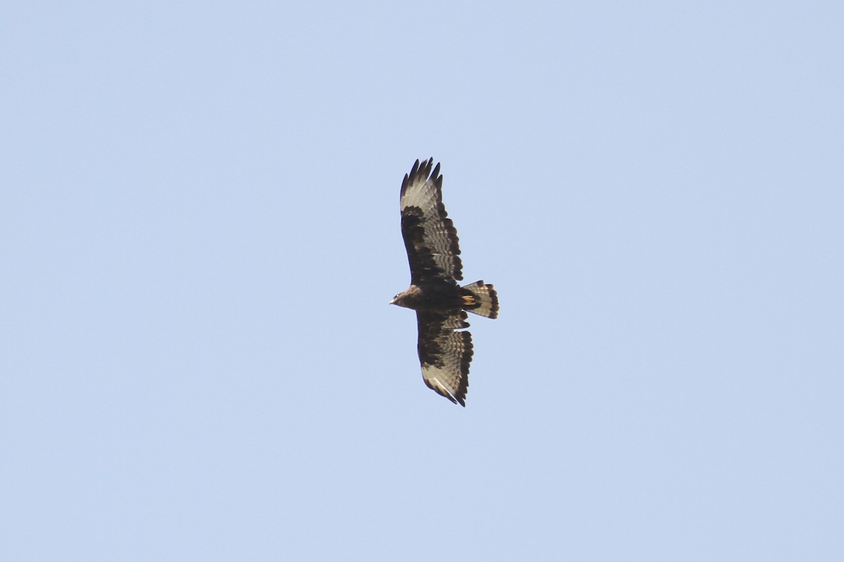 Long-legged Buzzard - ML477886341