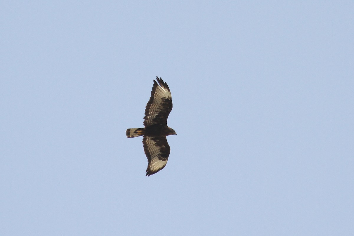 Long-legged Buzzard - ML477886351