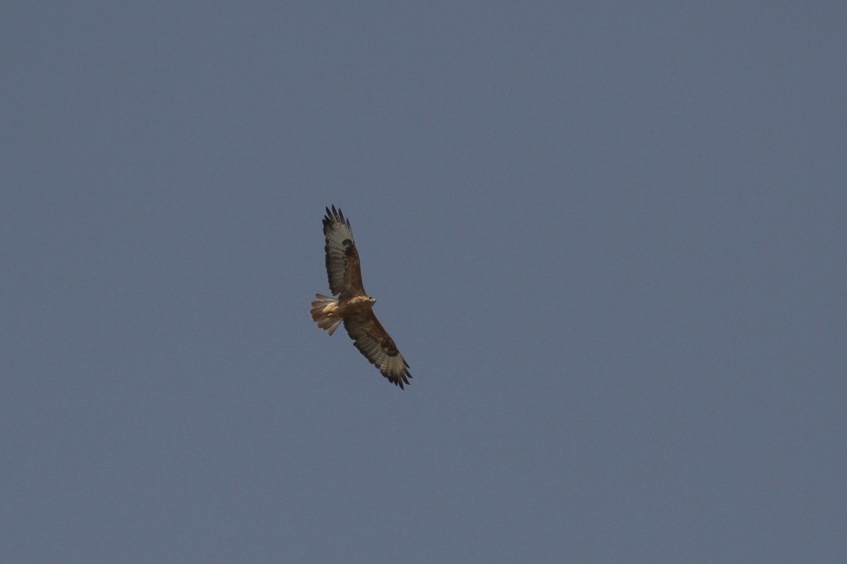 Long-legged Buzzard - ML477886361