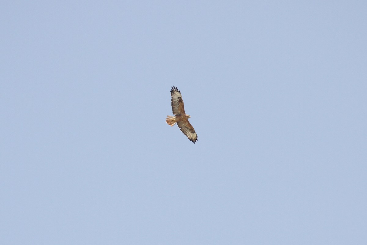 Long-legged Buzzard - ML477886371