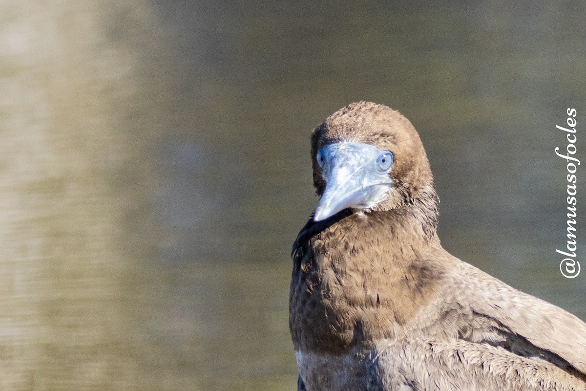 Brown Booby - ML477887251