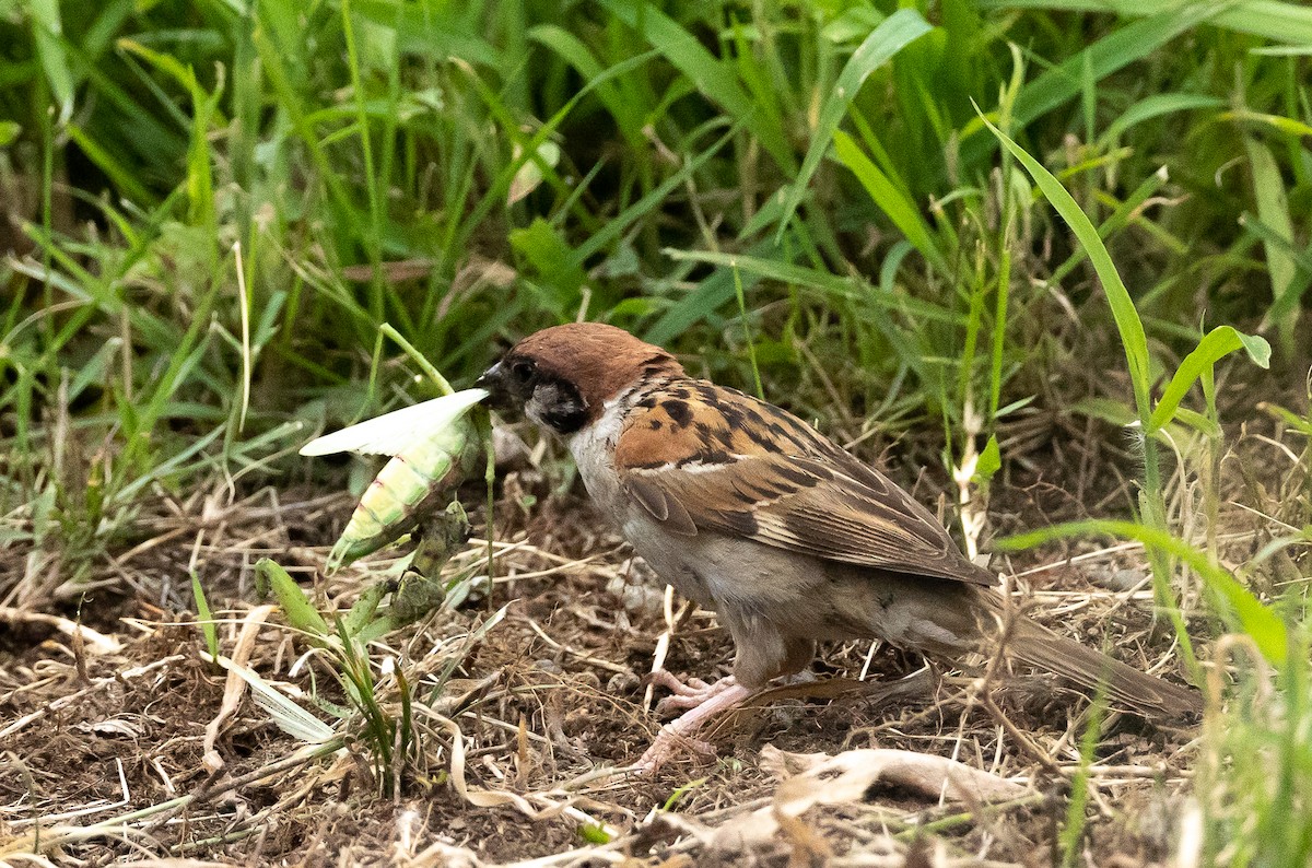 Eurasian Tree Sparrow - ML477887451