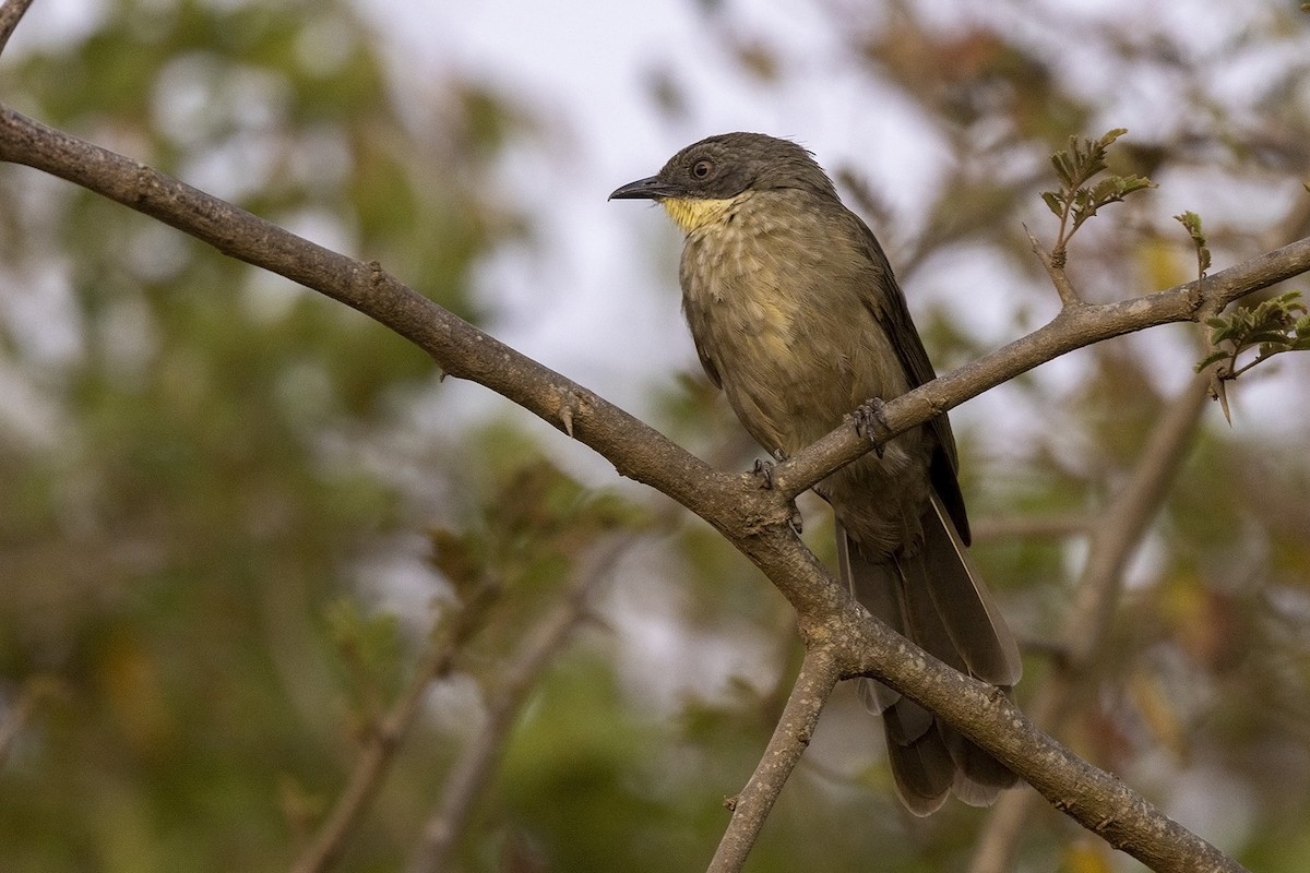 Yellow-throated Greenbul (flavigula) - ML477887471