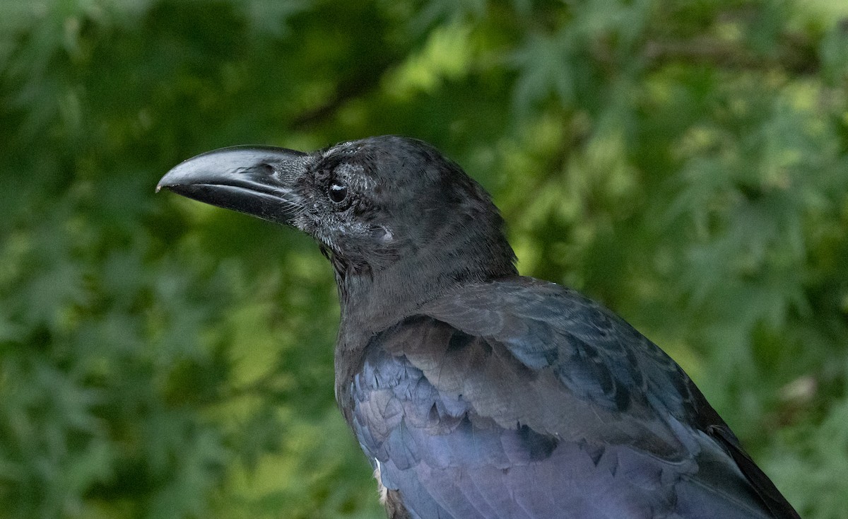 Large-billed Crow - ML477887731