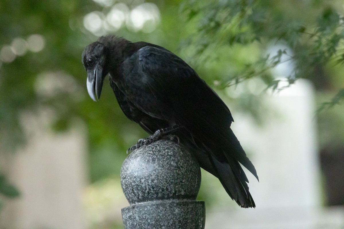 Large-billed Crow - ML477887761