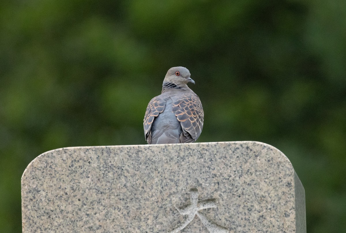 Oriental Turtle-Dove - ML477887841