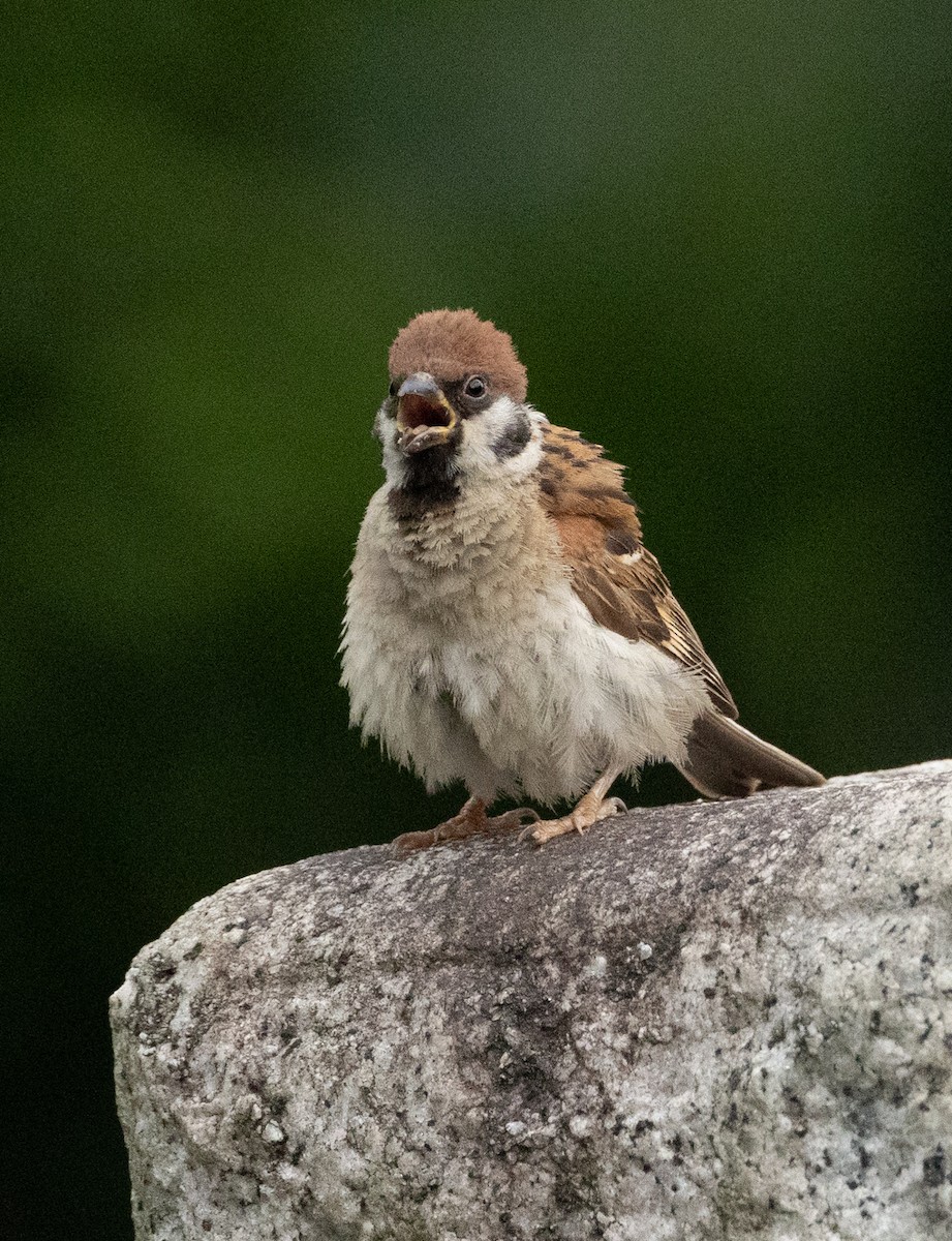 Eurasian Tree Sparrow - ML477887901