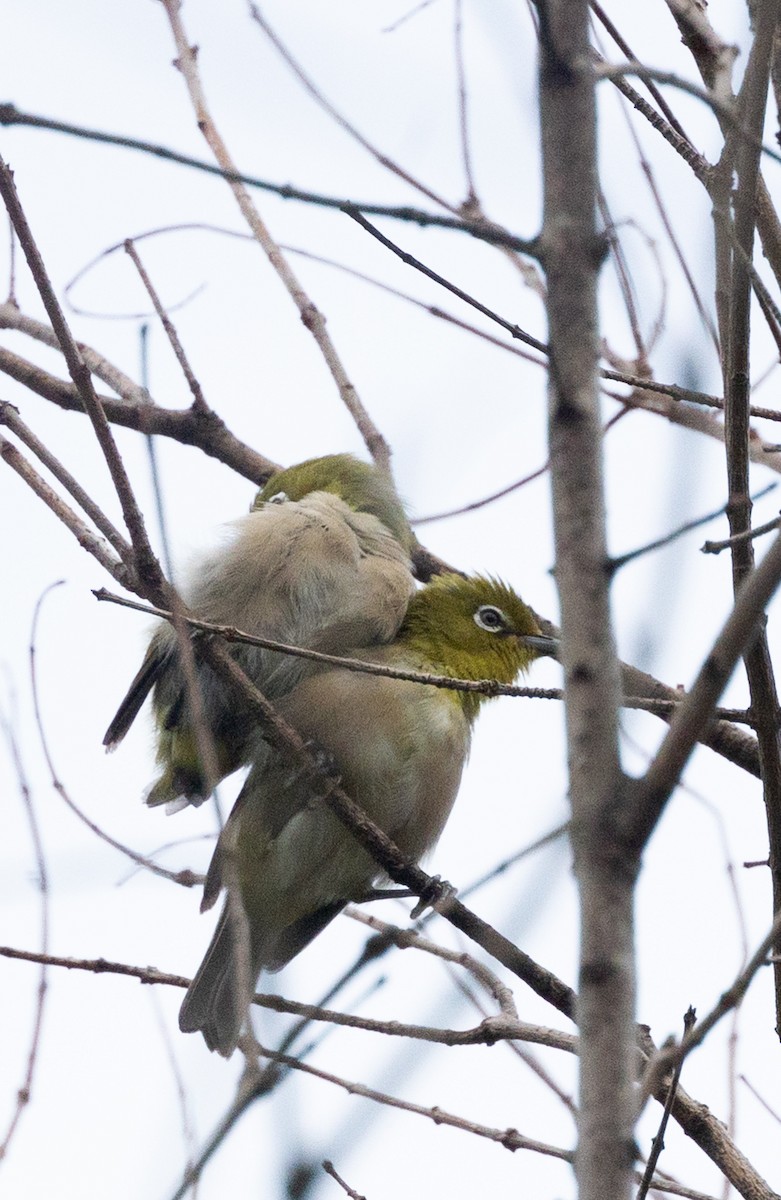 Warbling White-eye - ML477887931