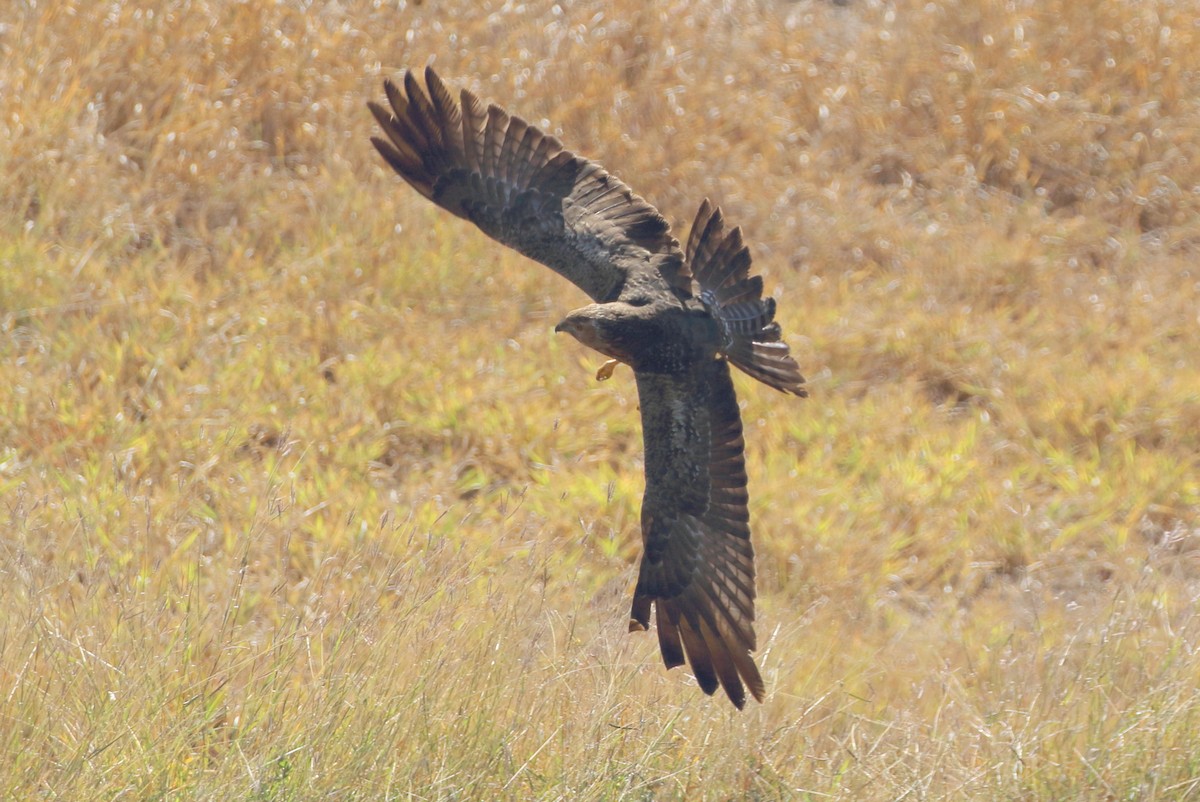 Aguilucho Moteado - ML477888351