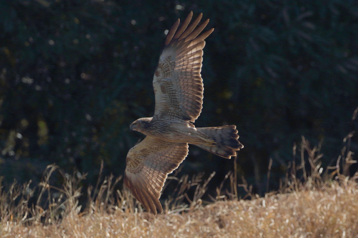 Spotted Harrier - ML477888371