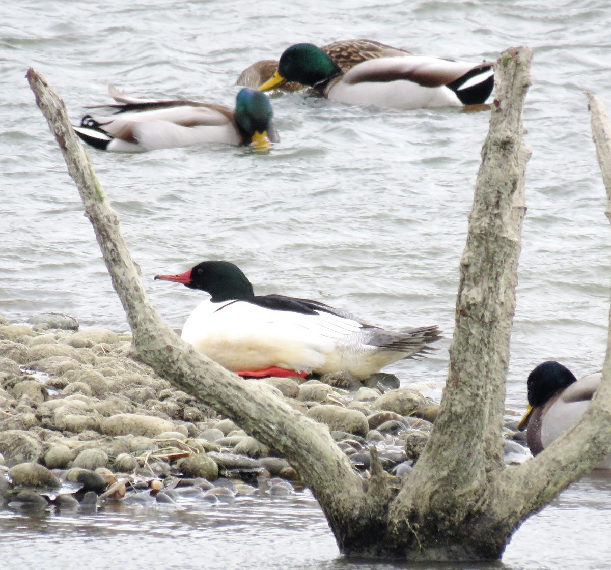 Common Merganser - Mark  Ludwick