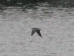 Black Tern - Greg Ward