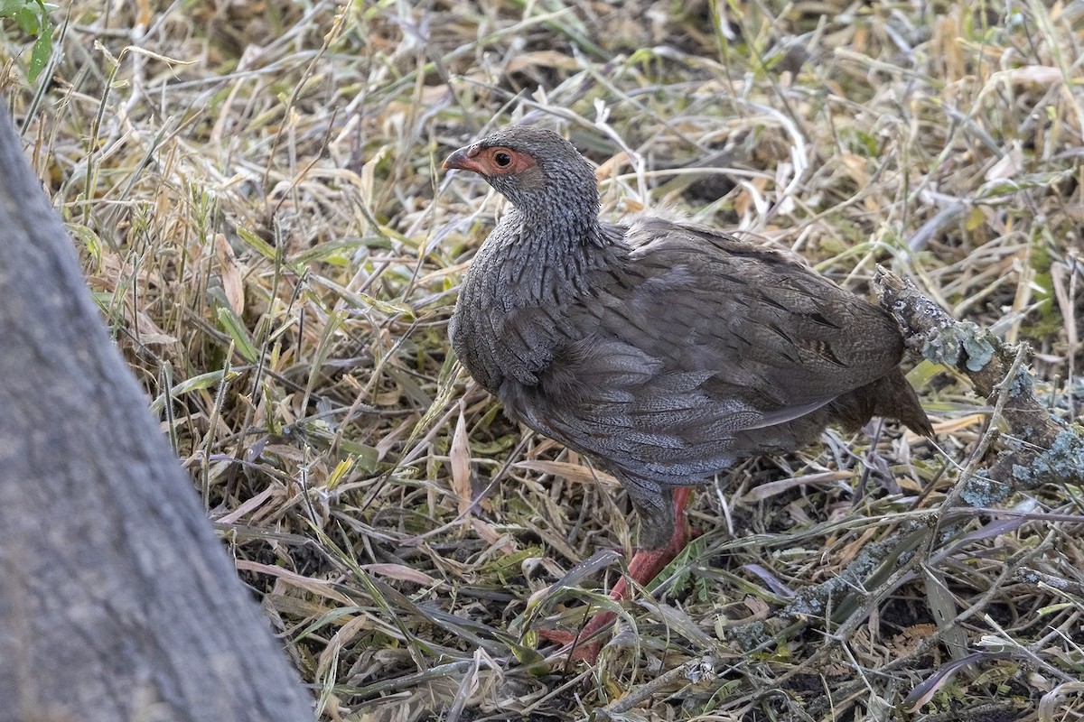 Red-necked Spurfowl (Cranch's) - ML477889361