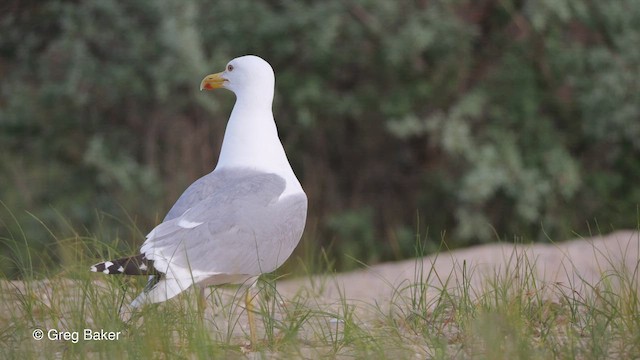 Gaviota del Caspio - ML477889421