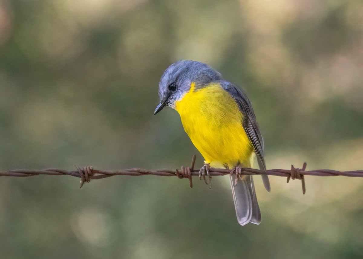 Eastern Yellow Robin - ML477889501