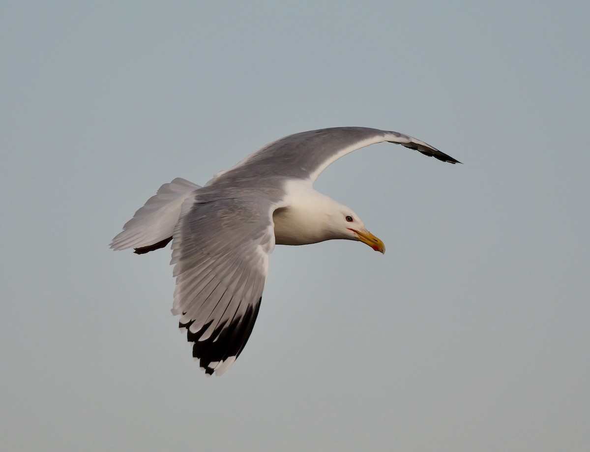 Gaviota del Caspio - ML477890101