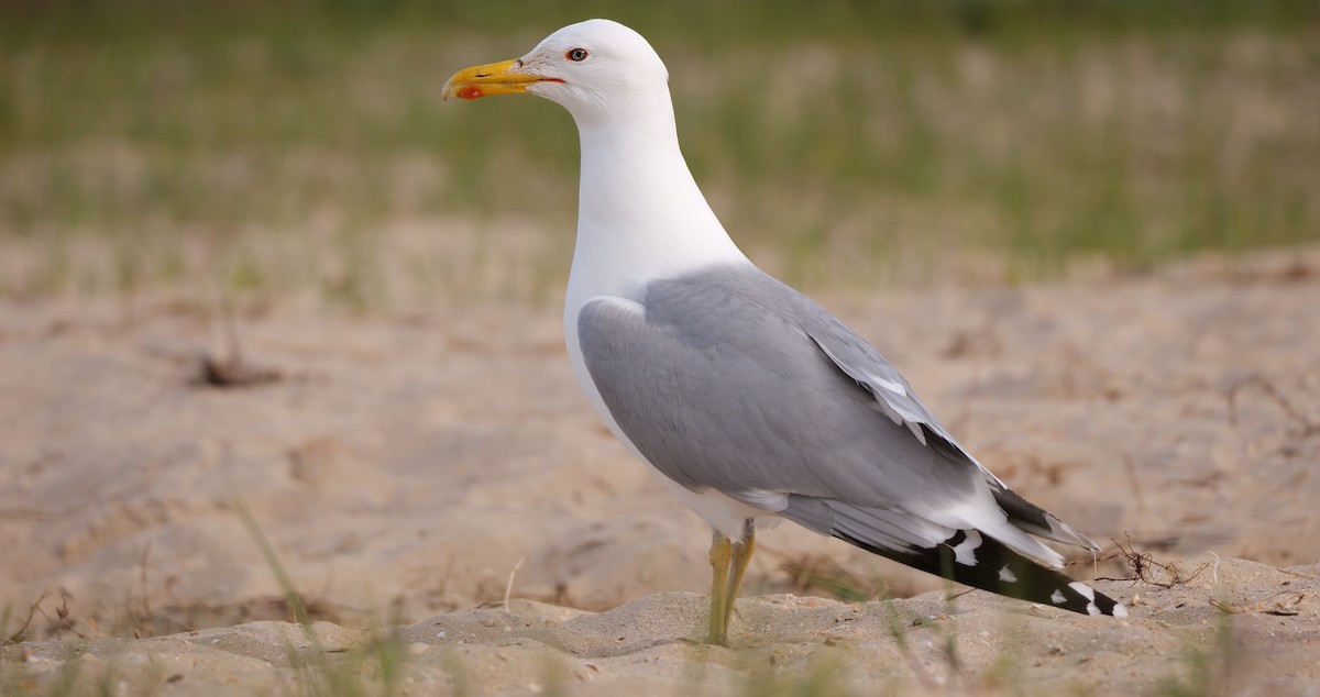 Caspian Gull - Greg Baker