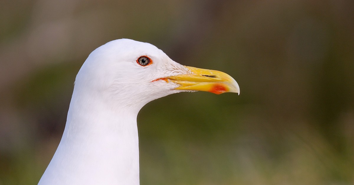 Caspian Gull - Greg Baker