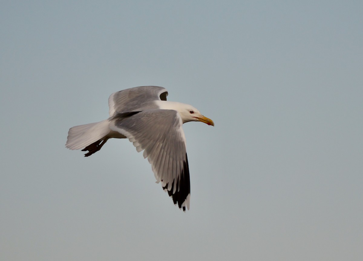 Caspian Gull - Greg Baker