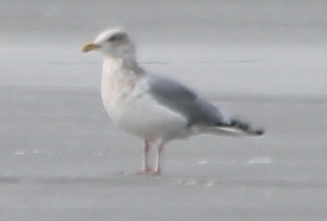 Herring Gull - Lorraine Lanning