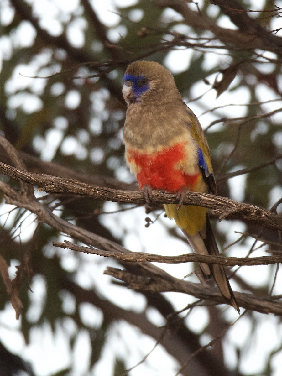 Perico Cariazul - ML477894171