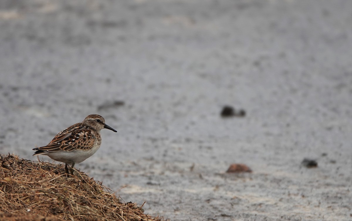 Least Sandpiper - ML477895071