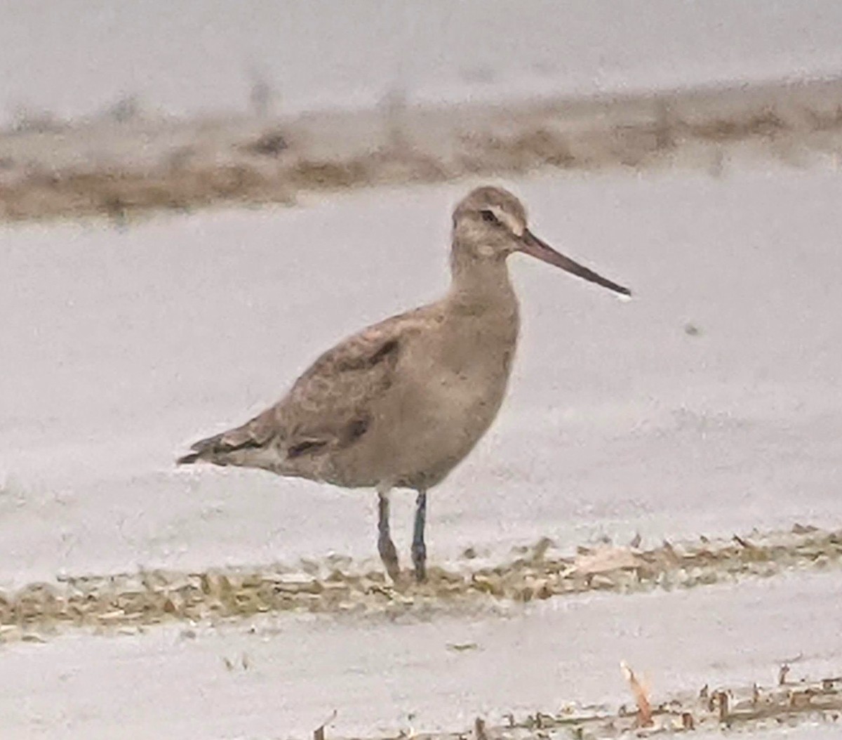 Hudsonian Godwit - ML477895261