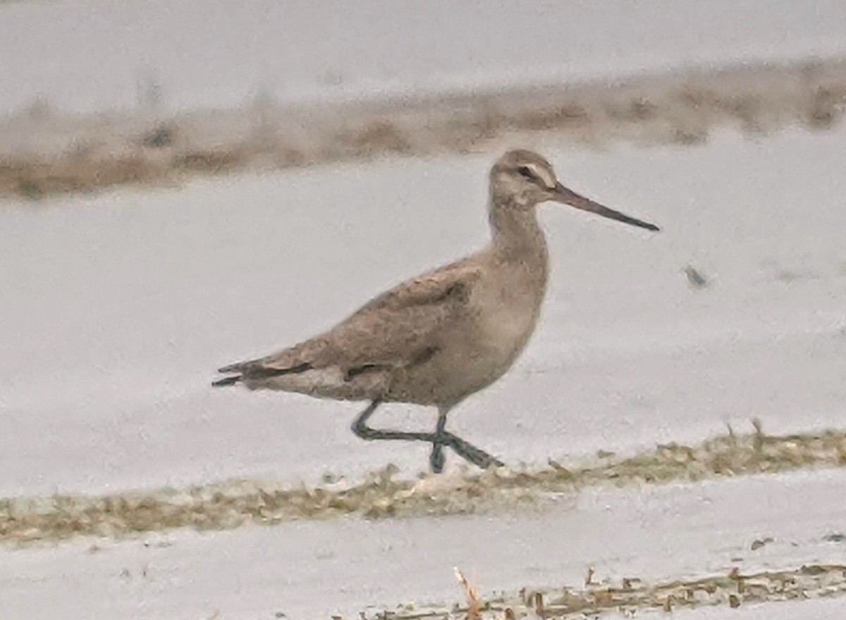 Hudsonian Godwit - Clem Nilan