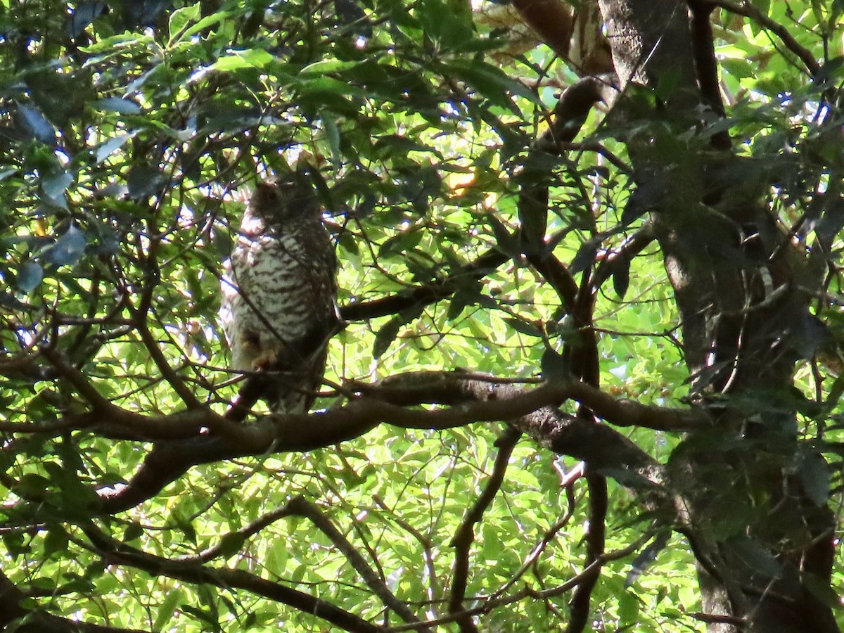 Powerful Owl - ML477895491