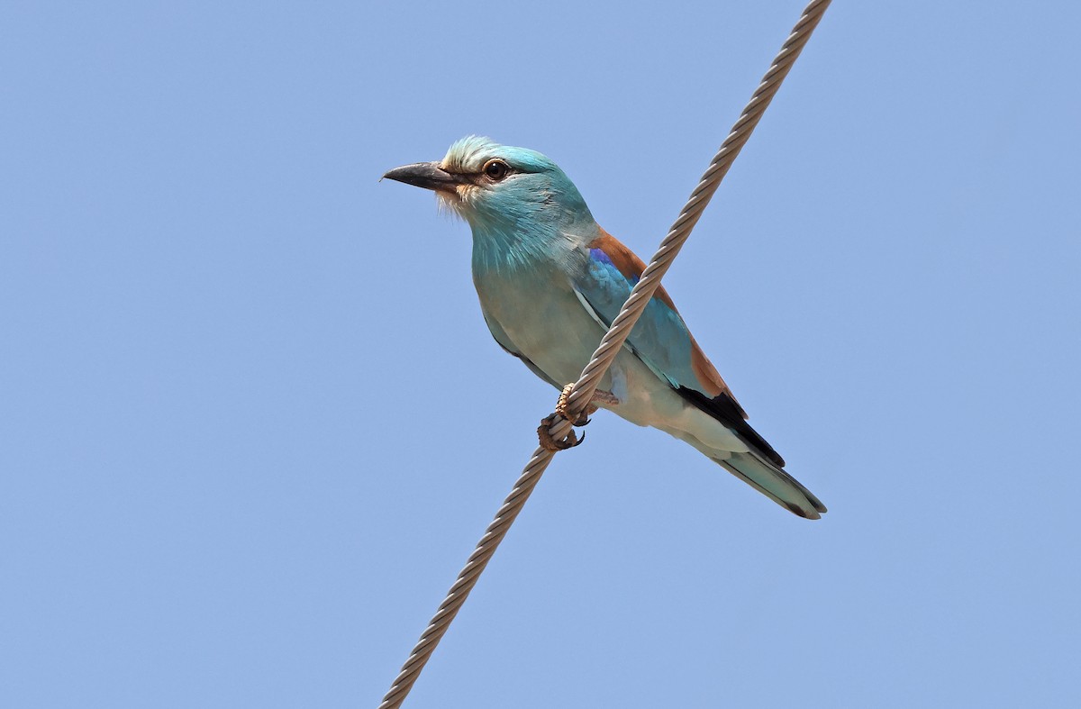 European Roller - ML477897091