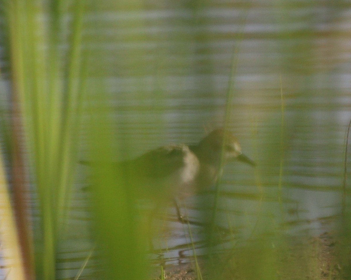 sandsnipe - ML477898531