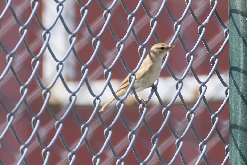 Booted Warbler - ML477898551