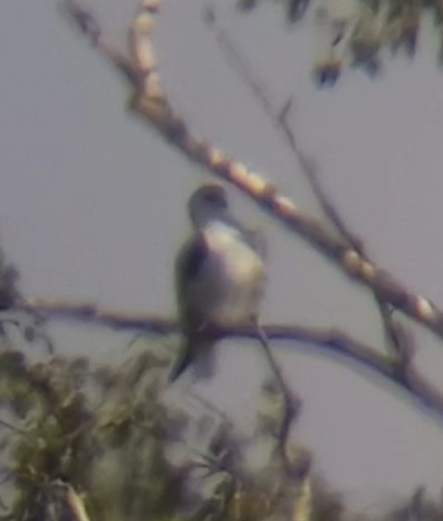 Black-winged Kite - Linus Jerabek