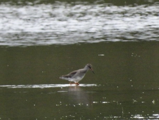 Common Redshank - ML477899281