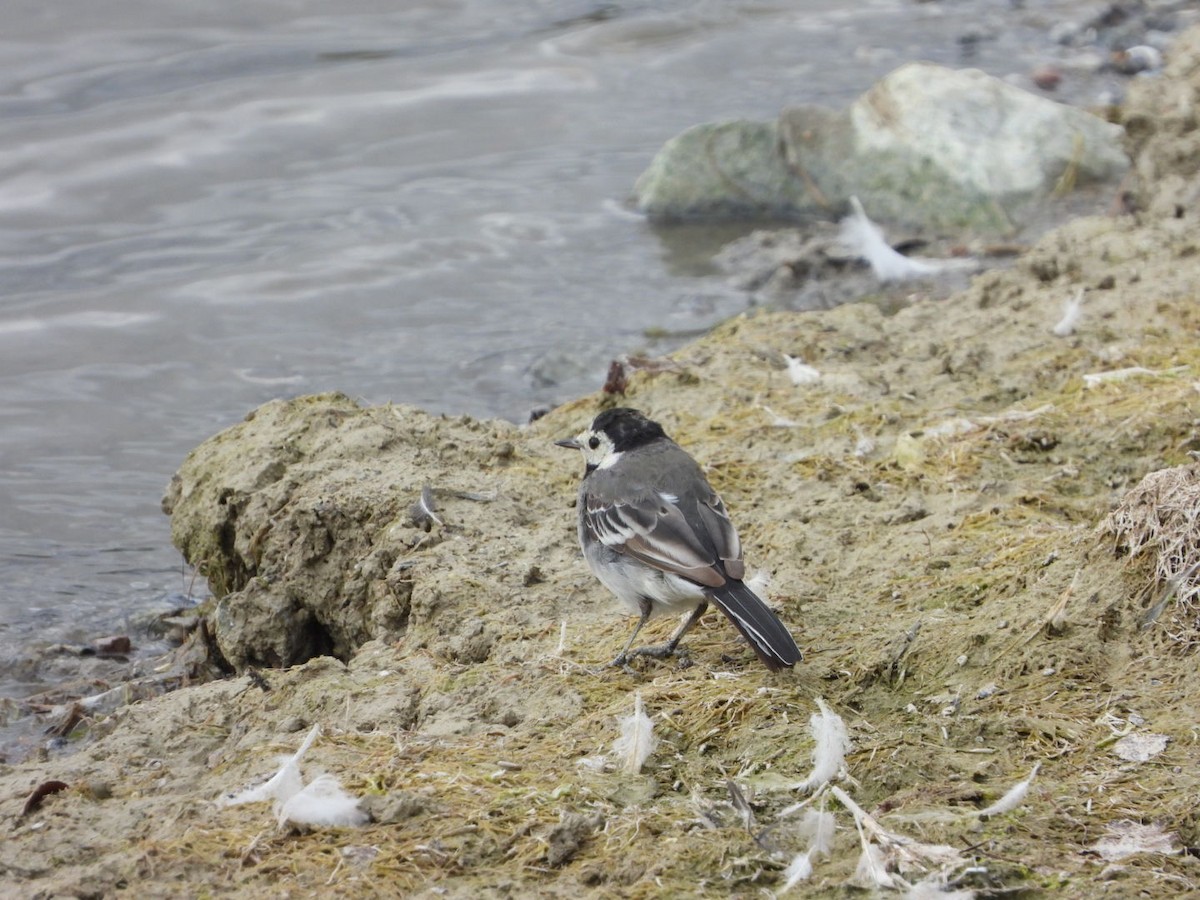 White Wagtail - stephen  carter