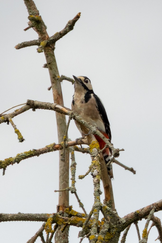 Great Spotted Woodpecker (Great Spotted) - William Stephens