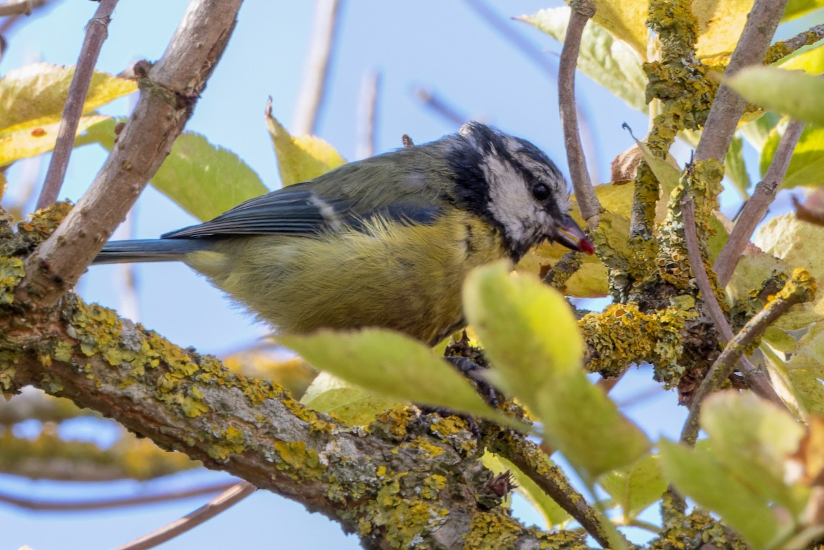 Eurasian Blue Tit - ML477901221