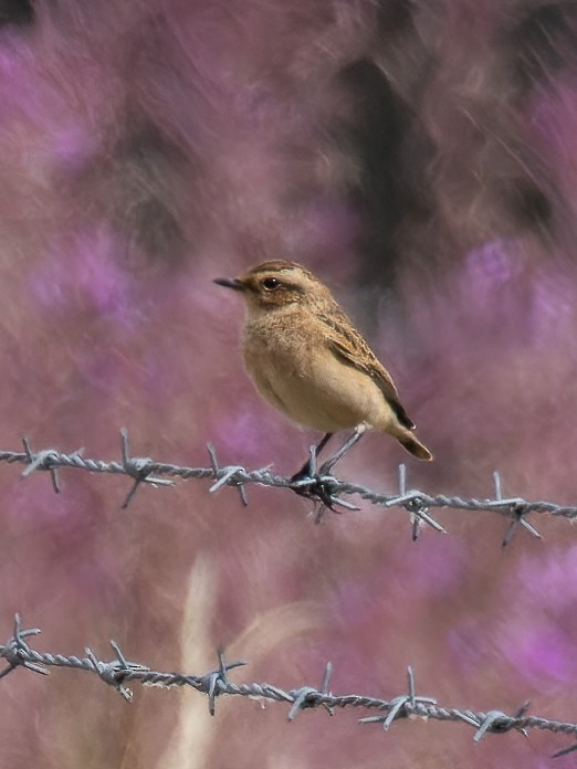 Whinchat - William Stephens