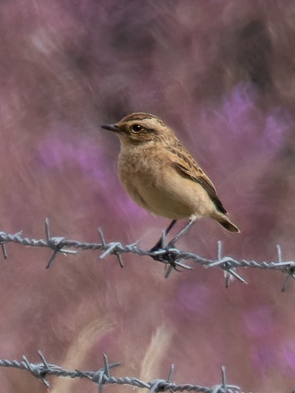 Whinchat - William Stephens