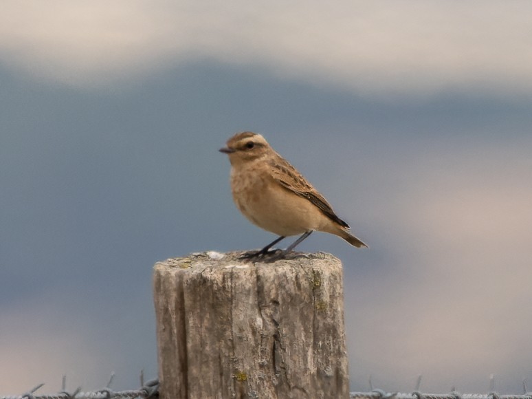 Whinchat - William Stephens