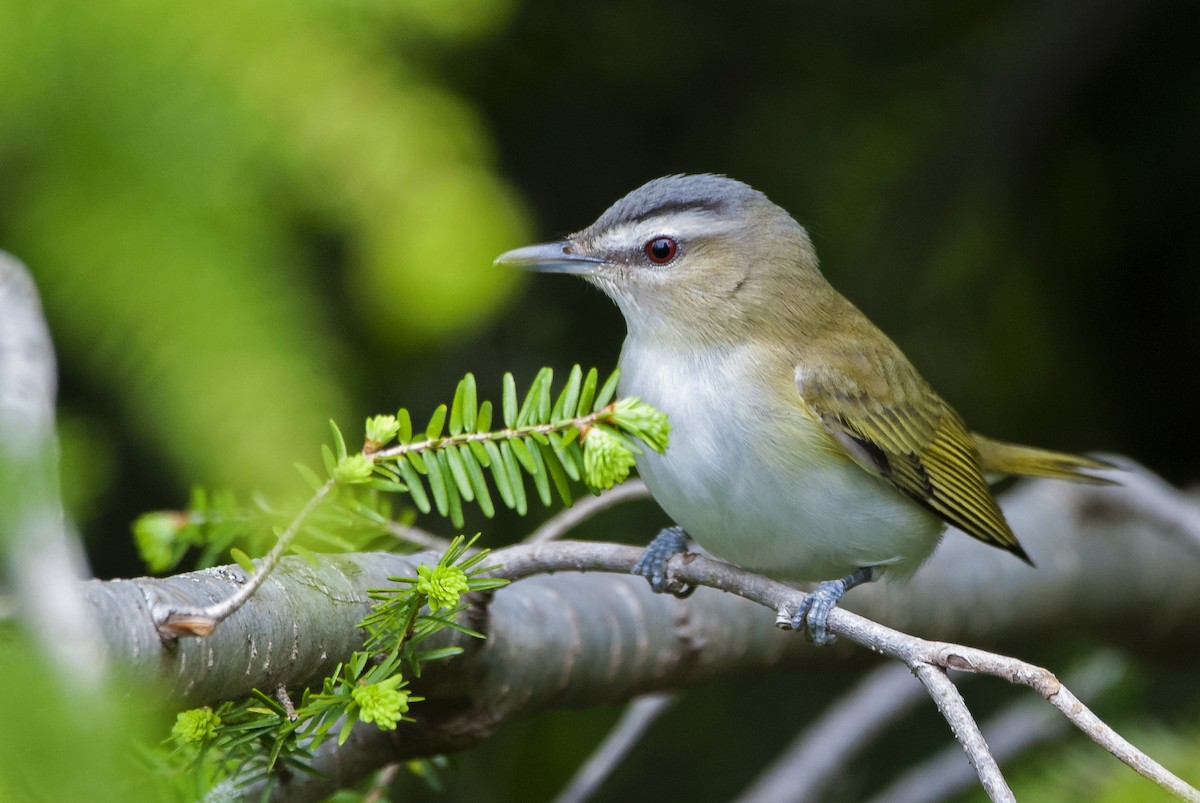 Red-eyed Vireo - ML477901431