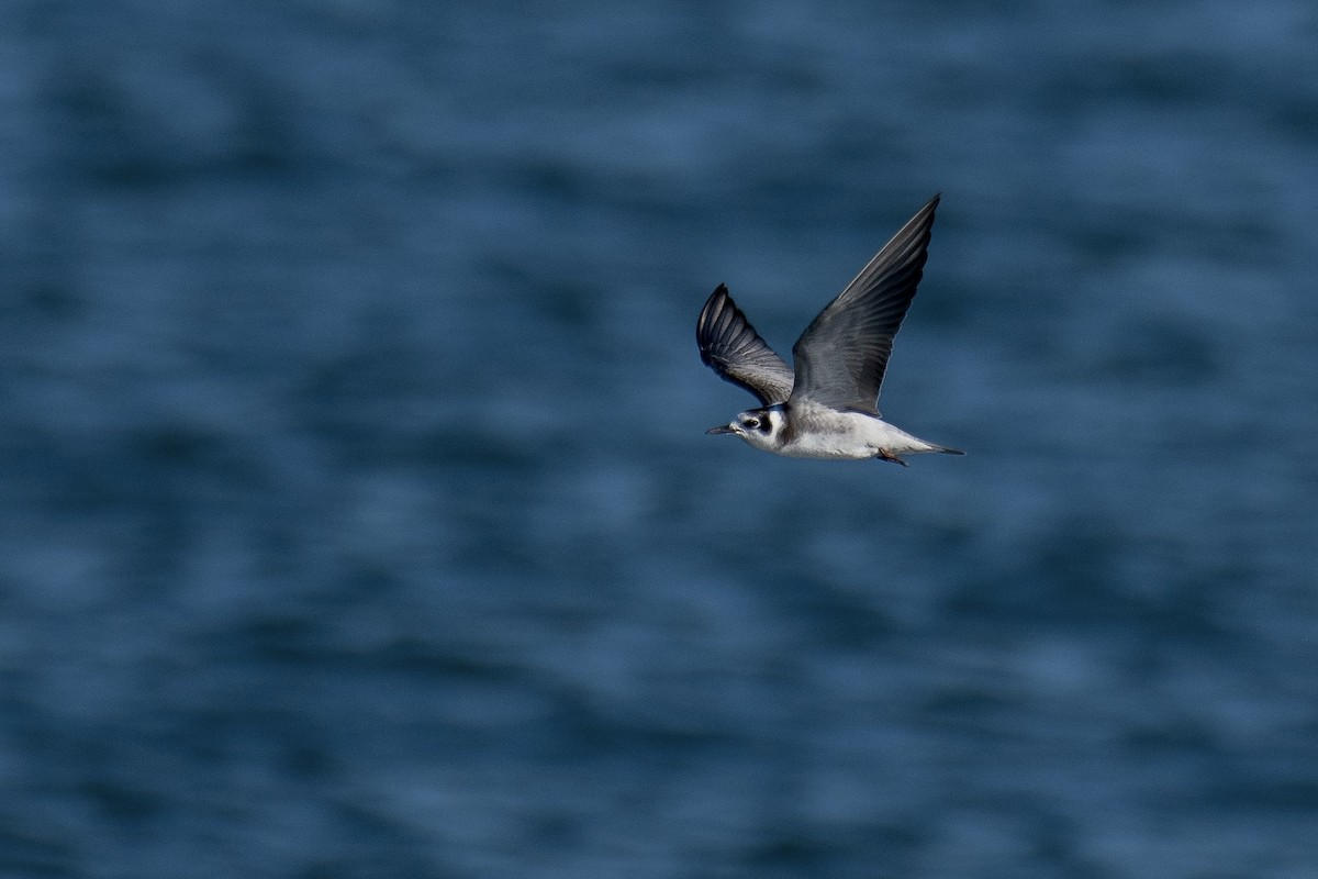 Black Tern - ML477903531