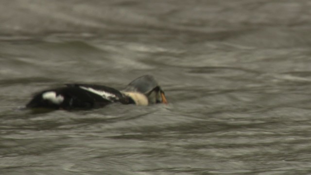 King Eider - ML477904