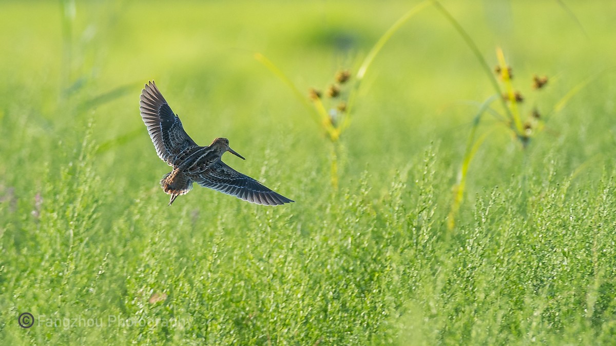 Pin-tailed Snipe - ML477904641